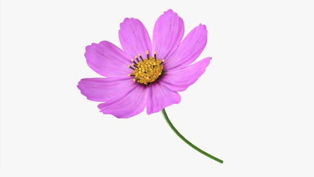 Flower Aster Cosmos bipinnatus 3D Модель .c4d .max .obj .3ds .fbx .stl .blend 