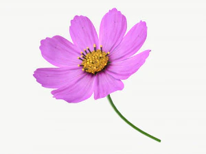 Flor Aster Cosmos bipinnatus Modelo 3D