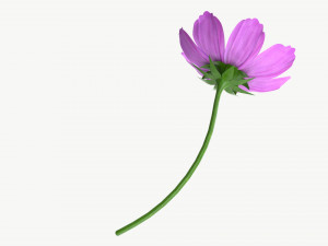 Flower Aster Cosmos bipinnatus 3D Модель