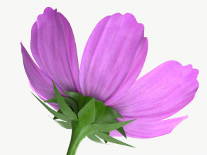 Flower Aster Cosmos bipinnatus 3D Модель