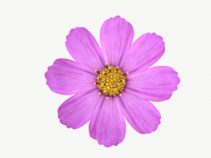 Flower Aster Cosmos bipinnatus 3D Модель