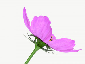 Flower Aster Cosmos bipinnatus 3D Модель