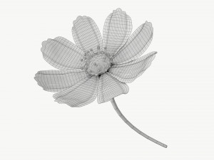 Flower Aster Cosmos bipinnatus 3D Модель