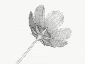 Flower Aster Cosmos bipinnatus 3D Модель