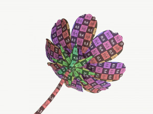 Flower Aster Cosmos bipinnatus 3D Модель