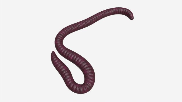 Red worm 01 3D Model .c4d .max .obj .3ds .fbx .stl .blend 