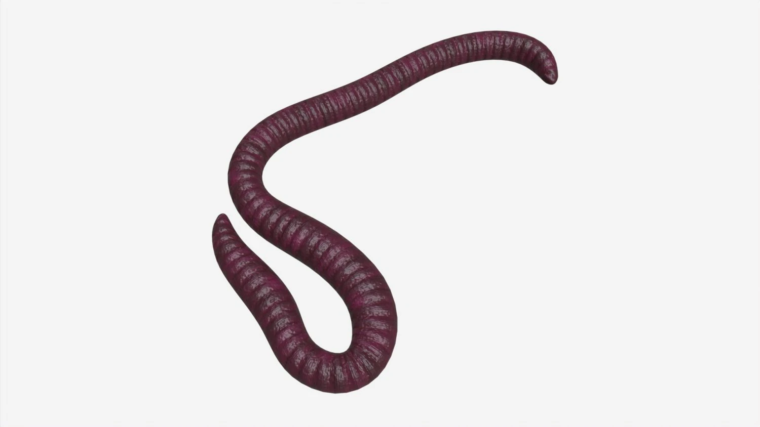 Red worm 01 3D Model .c4d .max .obj .3ds .fbx .stl .blend