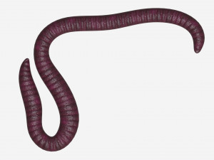 Red worm 01 3D Model