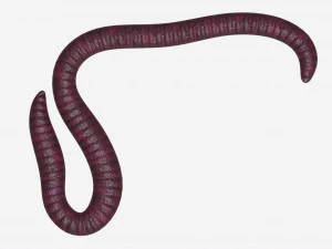 Red worm 01 3D Model
