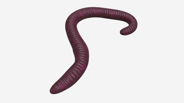 Red worm 02 Modelo 3D .c4d .max .obj .3ds .fbx .stl .blend 
