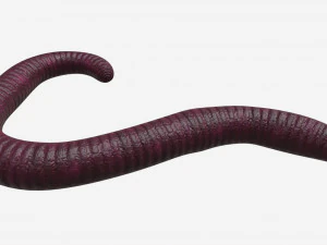 gusano rojo 02 Modelo 3D