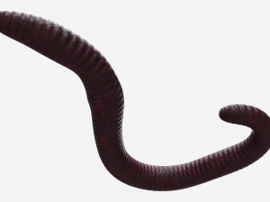 Red worm 02 Modelo 3D