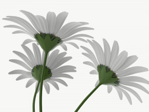 Vase with daisies 3D मॉडल