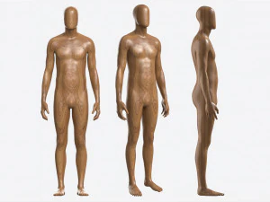 पुरुष पूर्ण शारीरिक पुतला लकड़ी 3D मॉडल