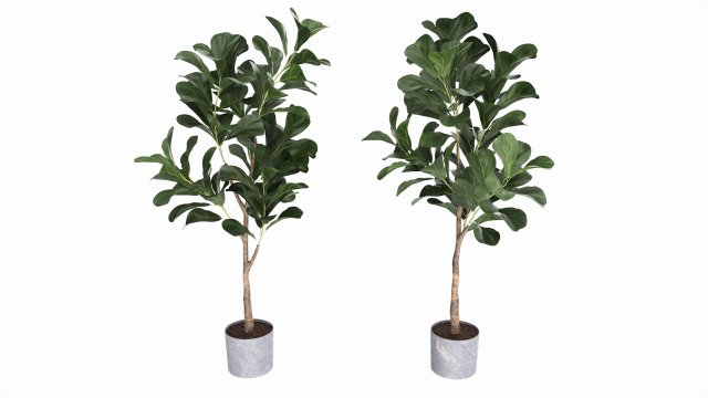 Artificial Ficus Plant in Pot Model 3D .c4d .max .obj .3ds .fbx .stl .blend 