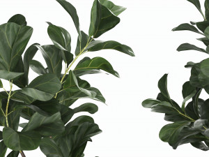 Artificial Ficus Plant in Pot Model 3D