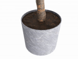 Artificial Ficus Plant in Pot Model 3D