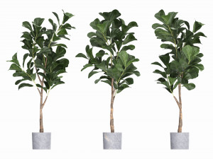 Artificial Ficus Plant in Pot Model 3D