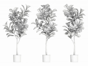 Artificial Ficus Plant in Pot Model 3D