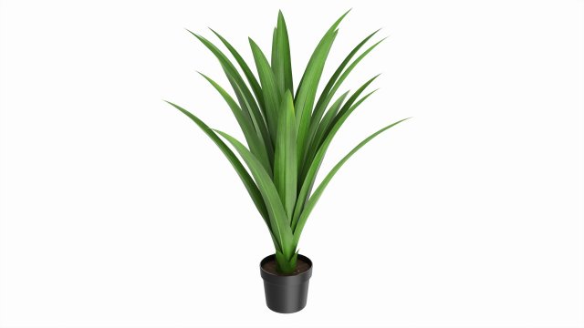 Artificial Yucca Plant in Pot 3D Model .c4d .max .obj .3ds .fbx .stl .blend 