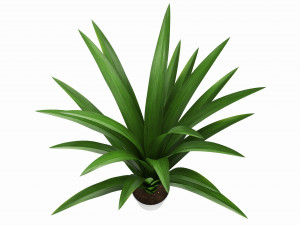 Artificial Yucca Plant in Pot 3D Model