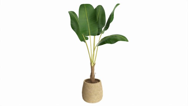 Baa artificial plant with plantpot Modello 3D .c4d .max .obj .3ds .fbx .stl .blend 