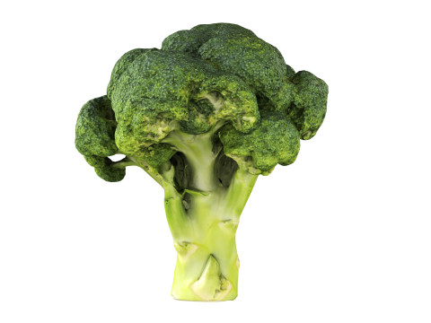 Broccoli 3Dモデル