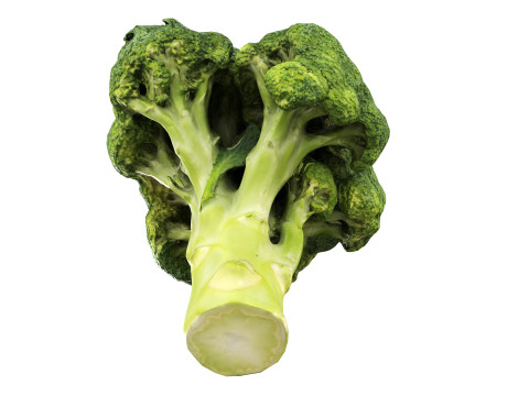 Broccoli 3Dモデル