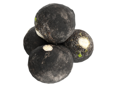 Black radish Modelo 3D