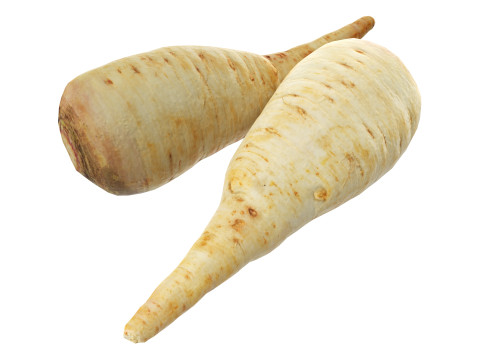 Parsnip Modelo 3D