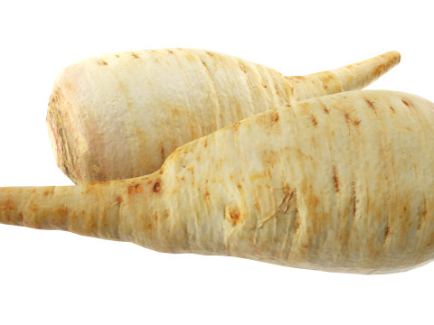 Parsnip 3D Model