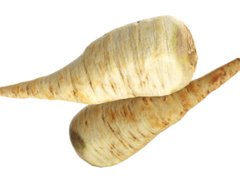 Parsnip 3D Model