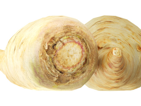 Parsnip 3D Model