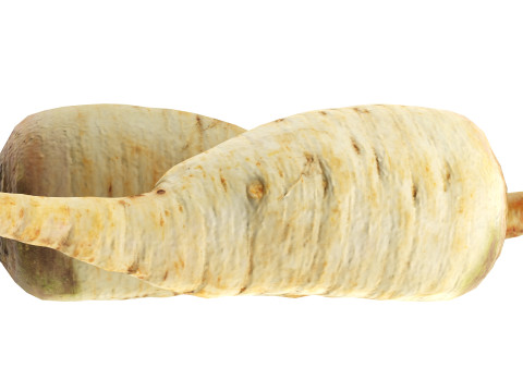 Parsnip 3D Model