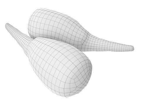 Parsnip 3D Model