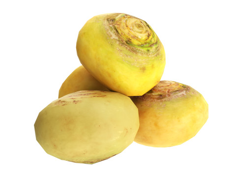 Turnip 3Dモデル