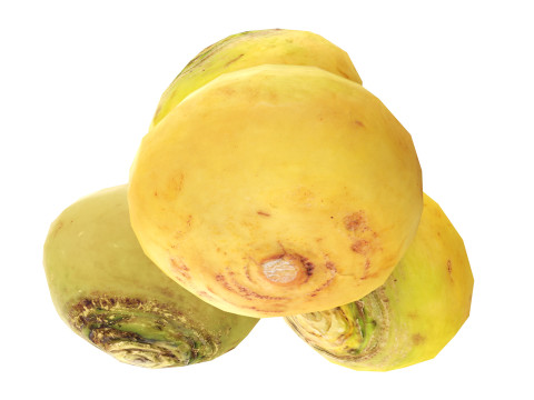 Turnip 3Dモデル