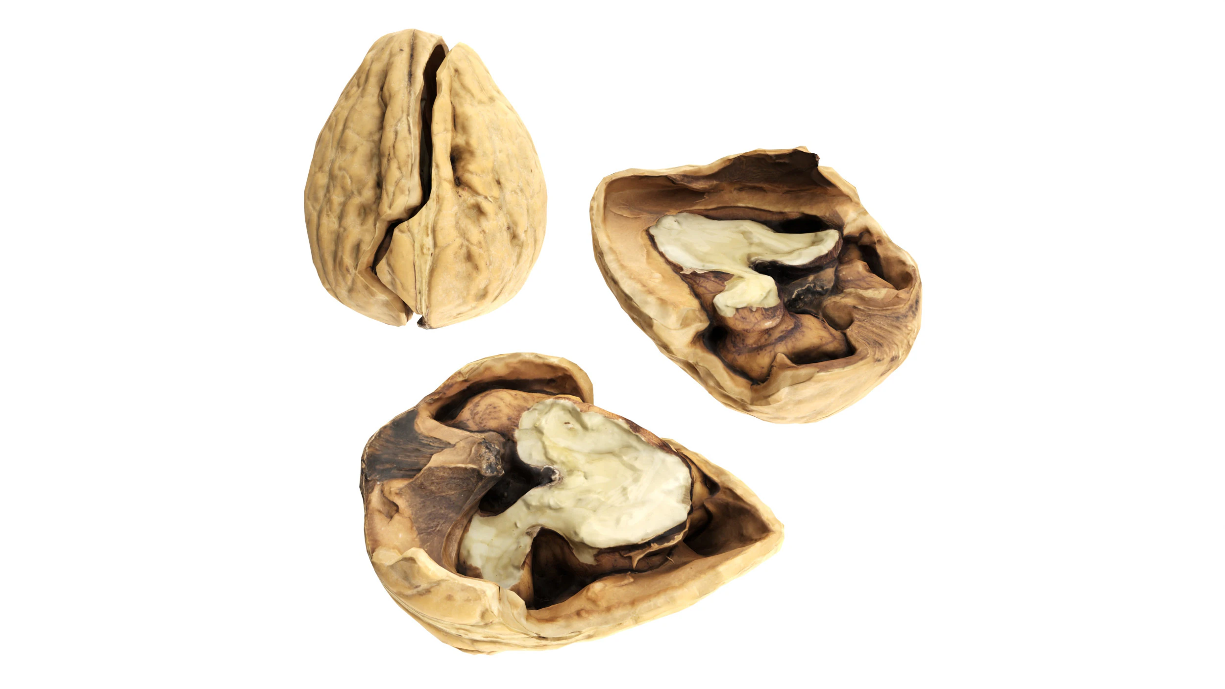 くるみ半分 3Dモデル .c4d .max .obj .3ds .fbx .stl .blend 