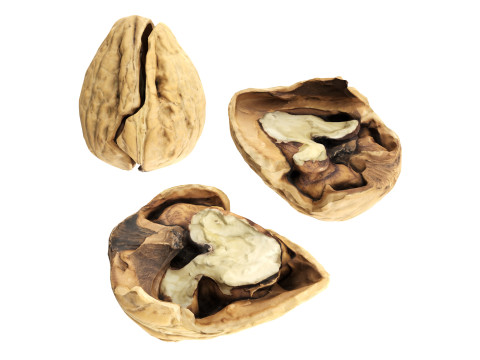 Walnut half 3D Модель