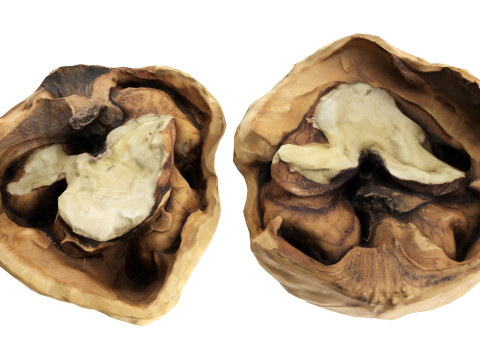Walnut half 3Dモデル