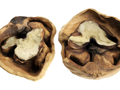 くるみ半分 3Dモデル