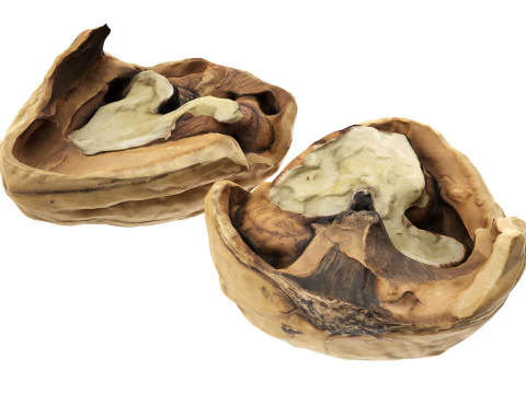 くるみ半分 3Dモデル