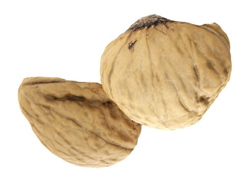 くるみ半分 3Dモデル