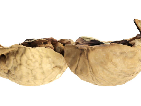 くるみ半分 3Dモデル