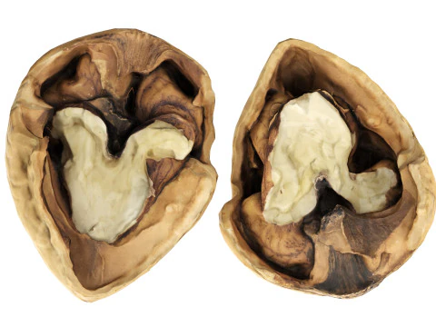 くるみ半分 3Dモデル