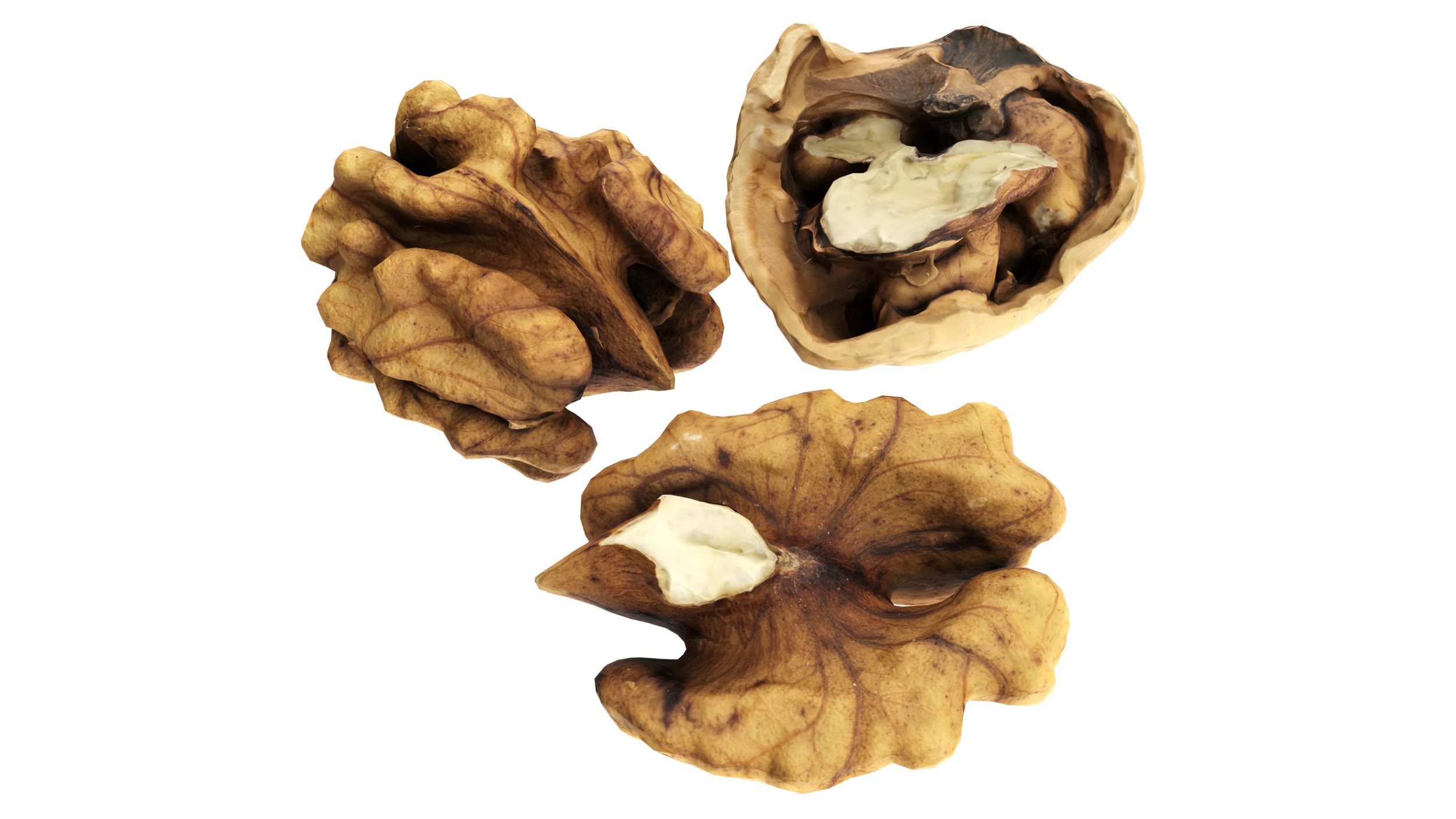 Walnut peeled 3D Model .c4d .max .obj .3ds .fbx .stl .blend 
