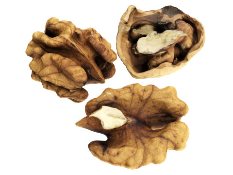 Walnut peeled 3Dモデル