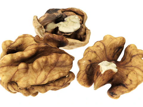 Walnut peeled 3D Model