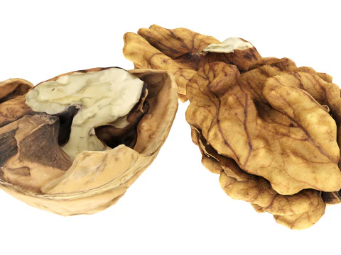 Walnut peeled 3D Model