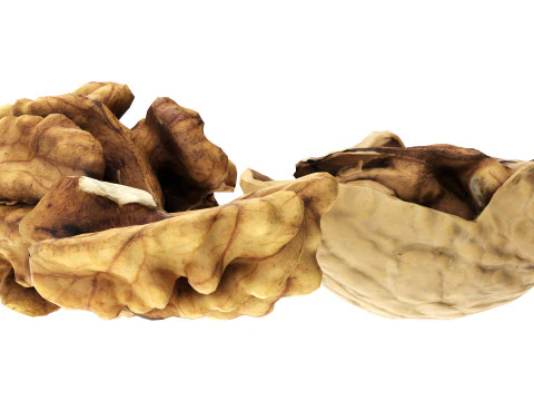 Walnut peeled 3D Model